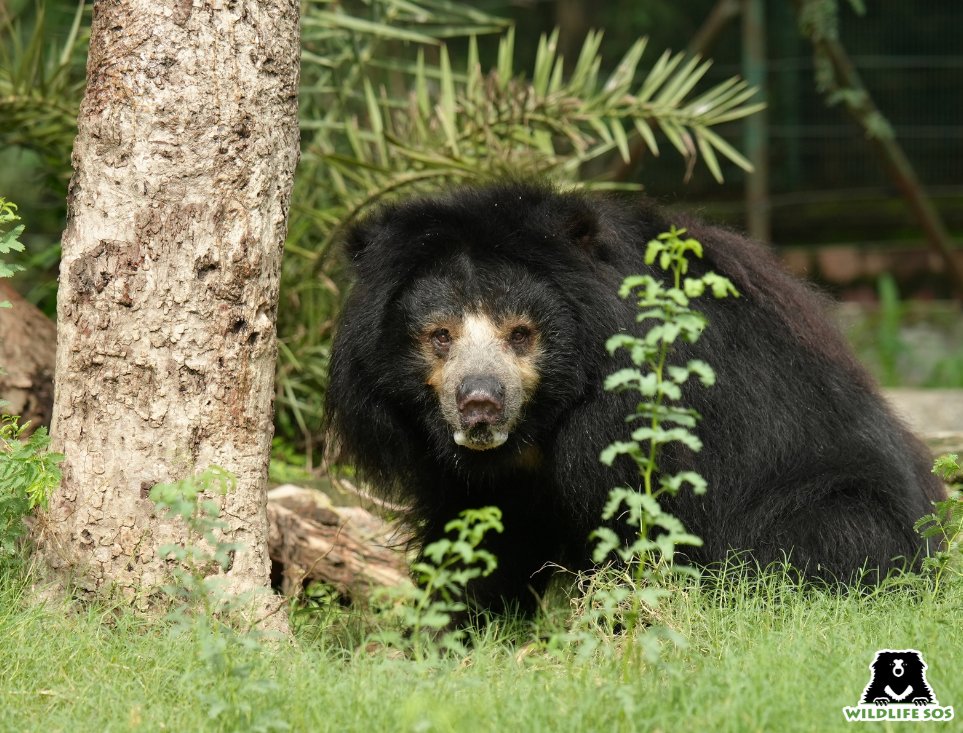 WildlifeSOS's tweet image. 22 Years of Freedom at Wildlife SOS 🐾
From a life of pain to one of peace, Jasmine the sloth bear marks 22 years since her rescue from the cruel ‘dancing’ bear practice. Rescued as a cub in 2003, Jasmine has spent the last two decades healing, thriving, and enjoying the care,…