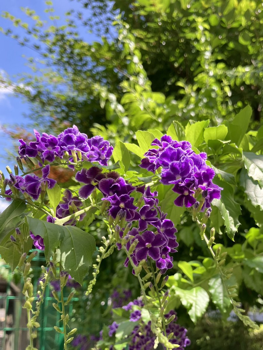 epilepsy_1015's tweet image. 今日の #さらだぼうる は3人でした
会館の入口にはキラキラした紫の花
今日は #てんかん の薬の管理について
私は自分で管理できるけど(あれ?飲んだっけ?)と不安になる事があるので薬を飲んだら空のシートは捨てずにカゴに戻してます
食事→服薬を36年も続けると無意識で飲んでるのかも