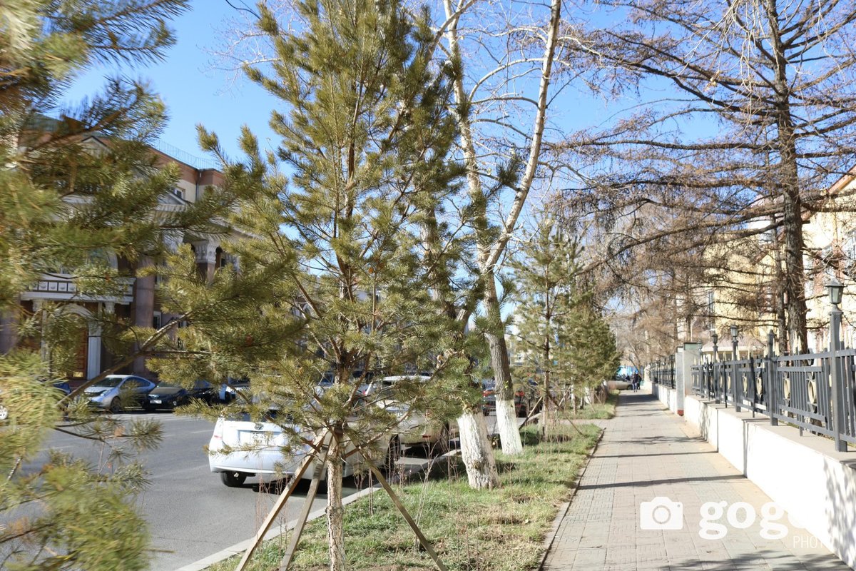 19-120 хүртлэх бүх гацуур модыг үндсээр нь суглан оджээ😲😭

Уг моднуудыг 10-н жилийн өмнө Бат-Үүл даргын үед сэлэнгээс авчирч суулгаж байсан ба 10-н жил хөрсөндөө дасан зохицох гэж их арчилгаа орсон. Энэ жил арай гэж хөрс болон орчиндоо зохицож үрээ өгч байлаа уг нь🥹