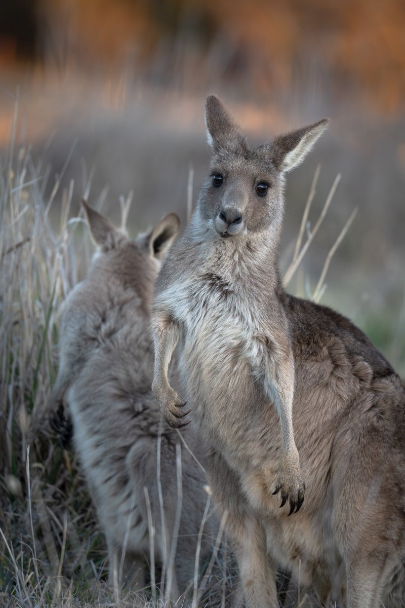 ThingsCanberra's tweet image. Kangaroos- Jerrabomberra Wetlands