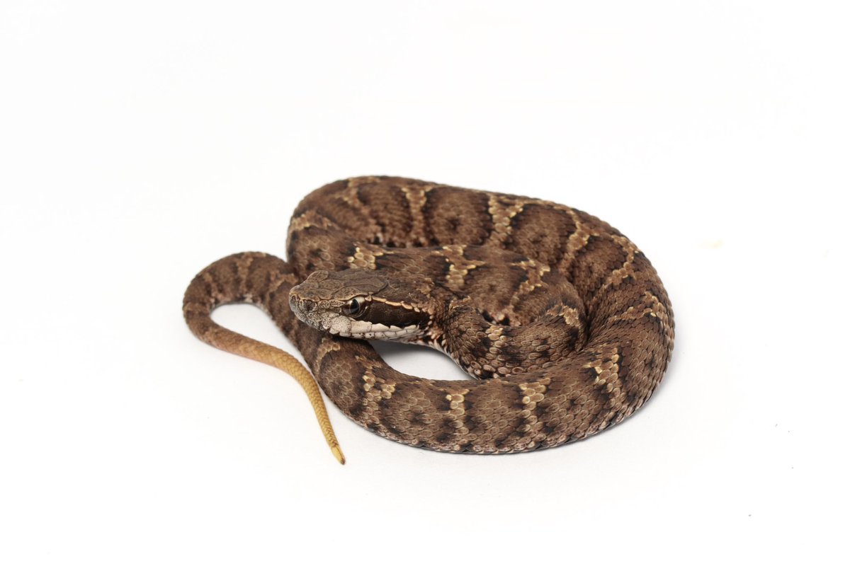 ニホンマムシ
𝘎𝘭𝘰𝘺𝘥𝘪𝘶𝘴 𝘣𝘭𝘰𝘮𝘩𝘰𝘧𝘧𝘪𝘪

今年も狙い通りに近所の幼蛇を確認。幼蛇特有の黄色の尻尾がとても可愛い。