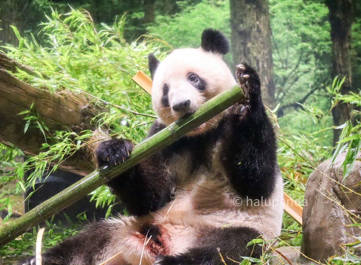 にっこりシャオ君と竹ガブリのレイちゃん🥰
#シャオシャオ #レイレイ #上野動物園