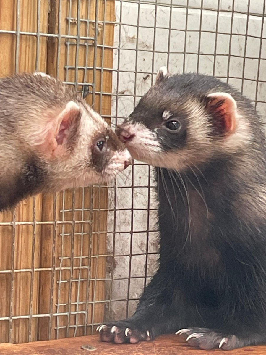AllumPaul's tweet image. Kisses for me 🩶🐿️🦫 hitchinsquirrelrescue.co.uk