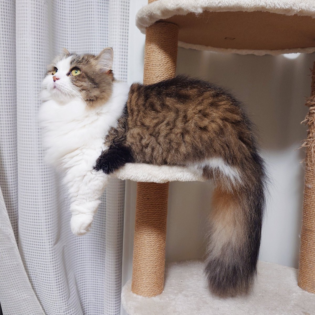 marotrain's tweet image. あたちの足としっぽの比率はこう❣️
#猫のいる暮らし𓏲𓎨   #ミヌエット