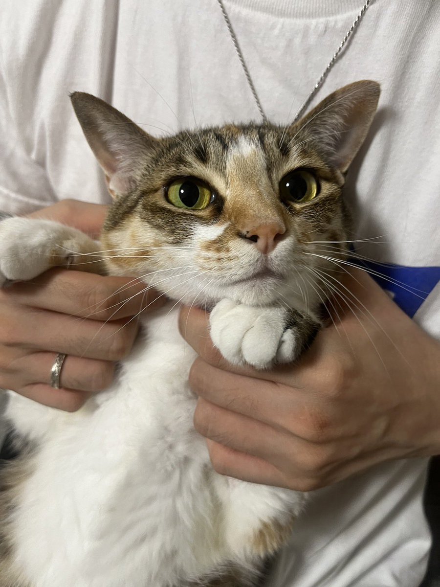 これから爪を切られるとは思ってもいない猫