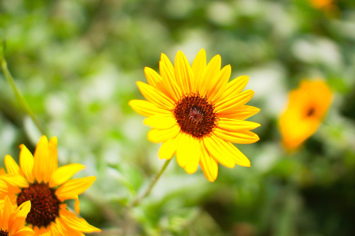 Hazuki_camera's tweet image. #photography 
#キリトリセカイ 
#写真好きな人と繋がりたい 
#ファインダーの越しの私の世界 
#東京カメラ部