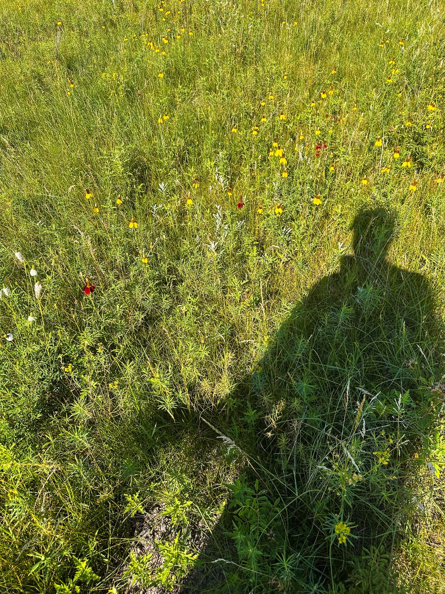 Saturday Selfie! Wandering among the prairie wildflowers. #wildflowers #flowers #wandering #northdakota #prairie