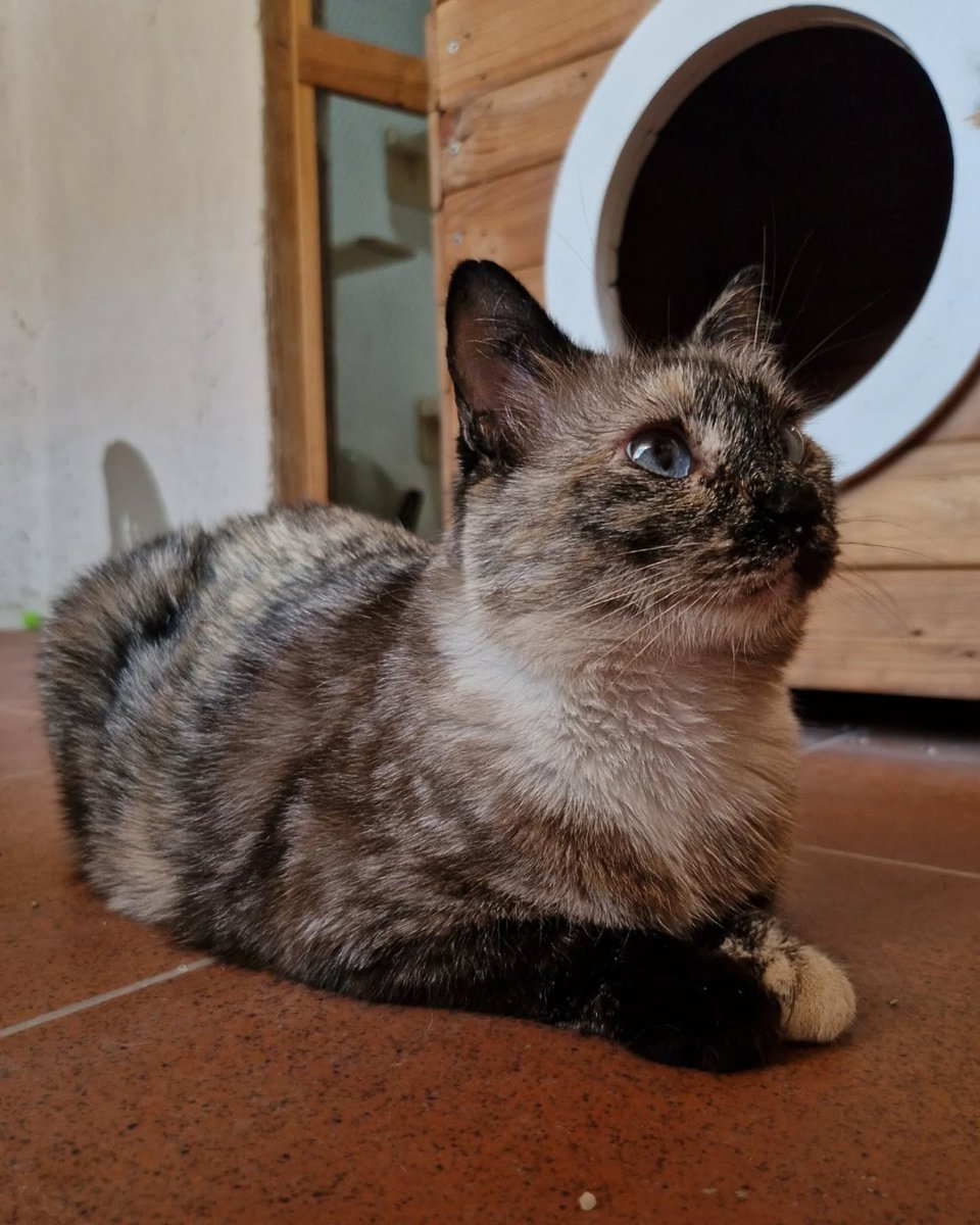 Dulce busca una familia 
Dulce es tranquila, muy observadora y tremendamente cariñosa. Siempre ronroneando, buscando mimos,  caricias y juegos.
Con ella nunca te faltará amor😻
Ven a conocer a Dulce. ¡Te enamorará!
✉️Escríbenos a adopciones@lagatera.org