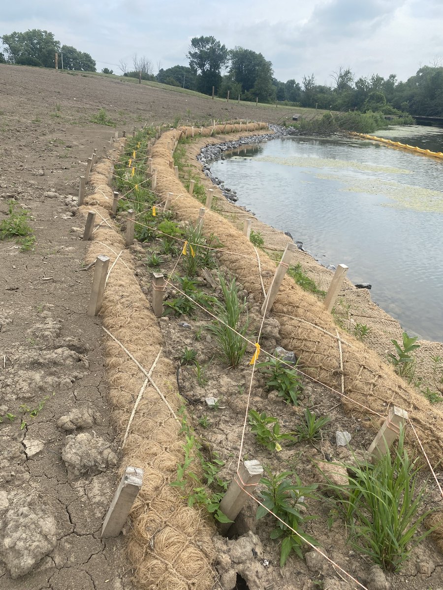 Planting is underway at the Gill Creek Green Infrastructure Project! Native plants and seed are being installed to soak up runoff before it reaches Gill Creek and Hyde Park Lake—improving water quality and creating habitat for pollinators and wildlife. 

bnwaterkeeper.org/gillcreek-gree…