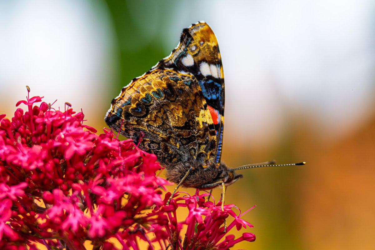 mark_hume's tweet image. Butterflies have been out in force recently.