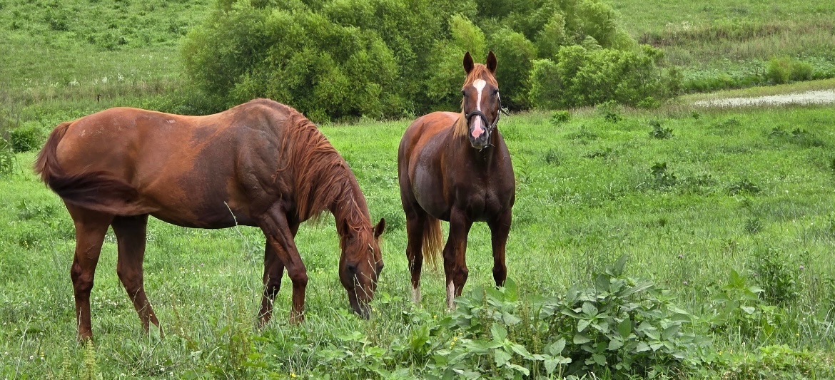 Mane_Characters's tweet image. Khan of Khans and Wildcat Nat - 2 gorgeous chestnuts from very different worlds! Together 💝💝