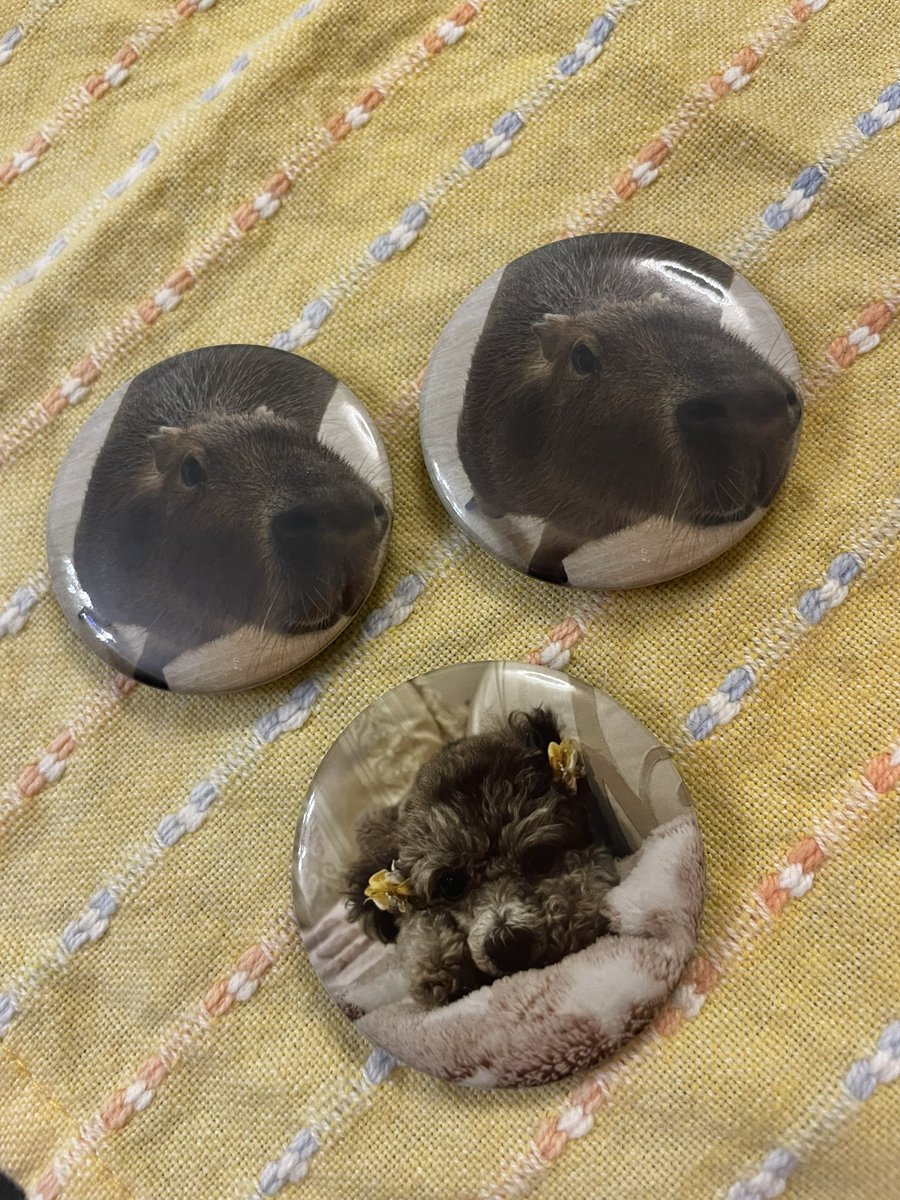 capybara5179's tweet image. マロンさんの缶バッジ作りました🐾🌰リリーさんのもあるよ✨
#カピバラ
#capybara
#水豚
#愛知カピバラ飼育養成所
#マロン姫