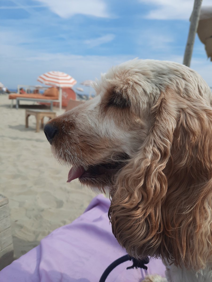 Vroege strandwandeling gemaakt