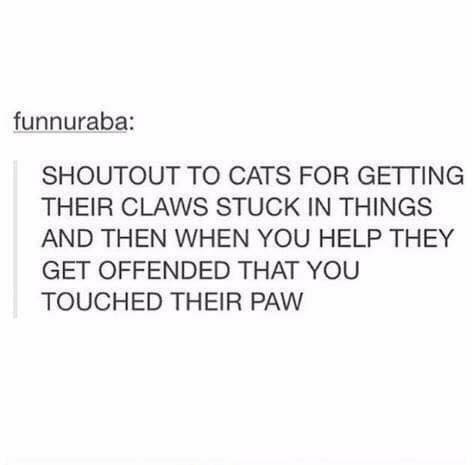 Orcinus68's tweet image. Yep! True story! 😹🤣 #CatsOfTwitter