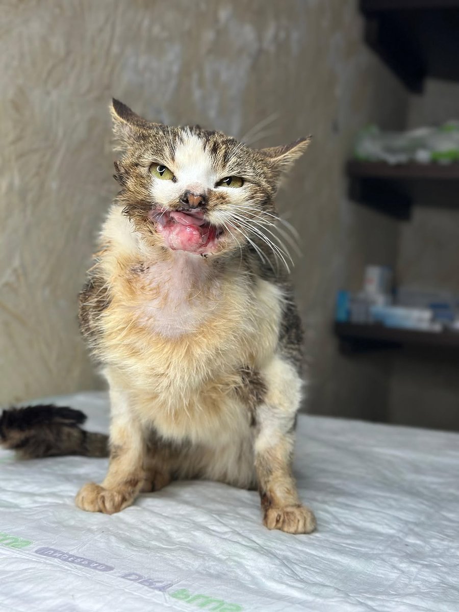 ‼️Now, day by day, she’s healing. Her strength is returning. And though the journey was hard, her resilience never wavered.

What’s next? A flight to the USA 🇺🇸 once Cindy fully heals. She's fought so hard to get to this stage, and soon she’ll be ready to start her new life.