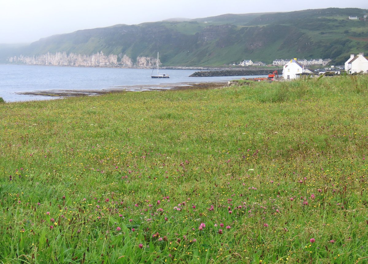_Stickybeak's tweet image. Wader migration is picking up again now with various species suddenly reappearing on the island - this Red Knot was a notable new arrival this morning, along with 11 Dunlins, 14 Redshanks, 2 Common Sandpipers, at least 13 Whimbrels, 13 Curlews, and a lone Lapwing