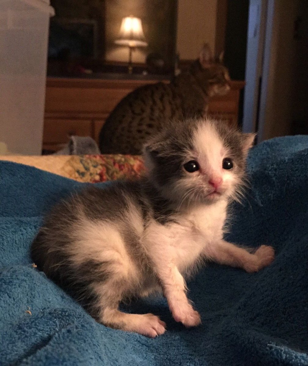 everydayalli's tweet image. you woke up to this menace next to you, what would you do?