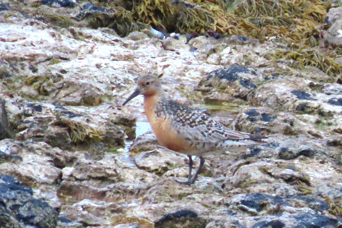 _Stickybeak's tweet image. Wader migration is picking up again now with various species suddenly reappearing on the island - this Red Knot was a notable new arrival this morning, along with 11 Dunlins, 14 Redshanks, 2 Common Sandpipers, at least 13 Whimbrels, 13 Curlews, and a lone Lapwing