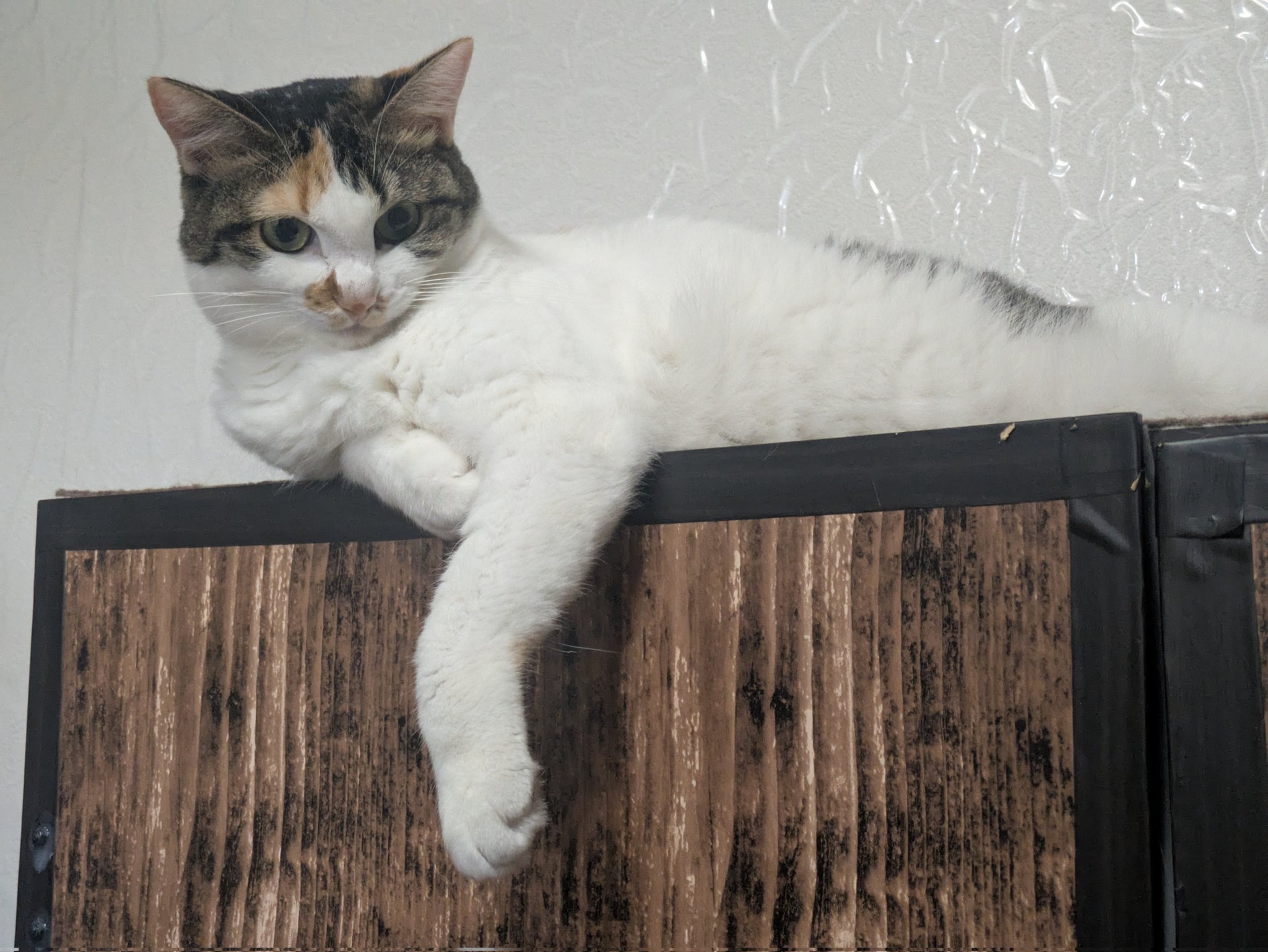 三毛猫様♡ありがとうございます♡ 三美お嬢様はお猫様 on X: 