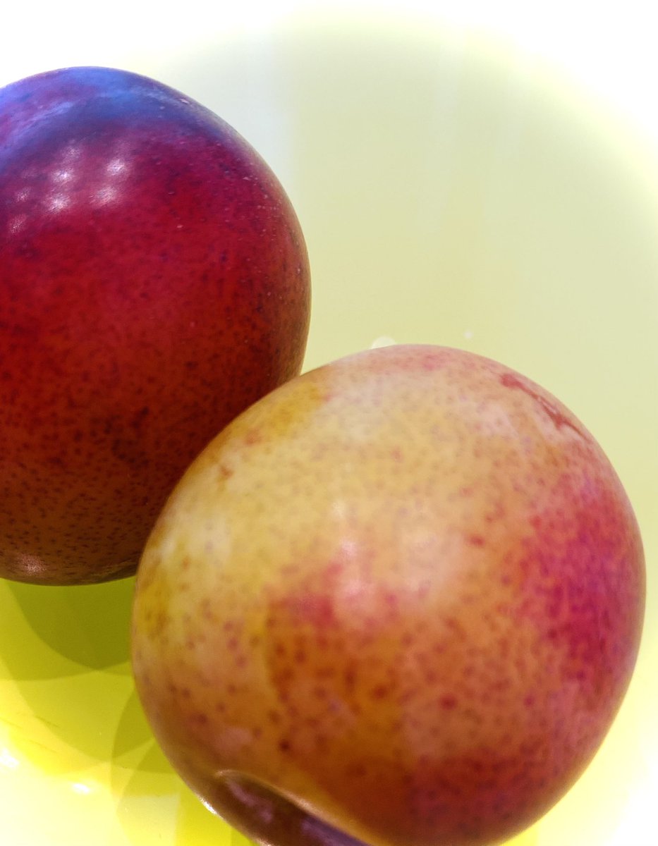 haiku366's tweet image. blushed with summer light
picked plums like no tomorrow 
taste into autumn