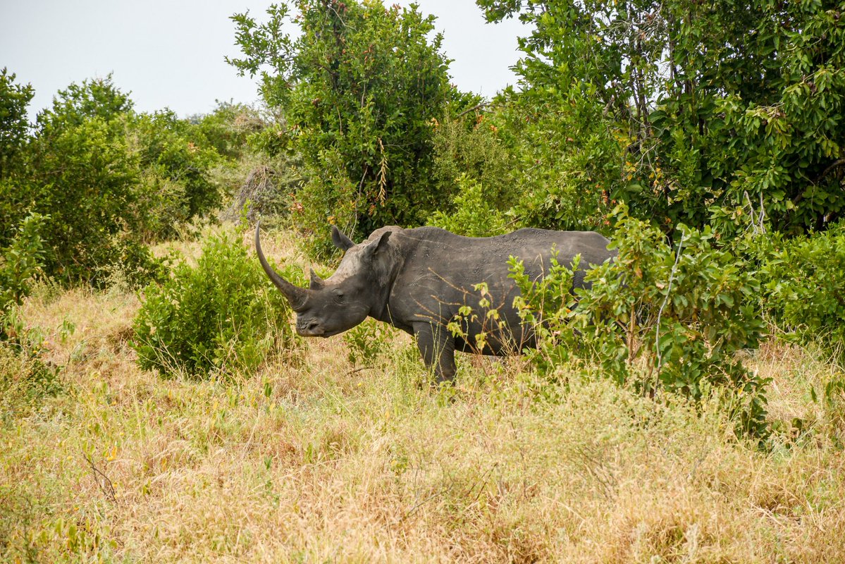 chuka__uni's tweet image. Day 6 kicked off with a tour to Meru National Park. #knowledgeiswealth #chukauniversity chuka.ac.ke