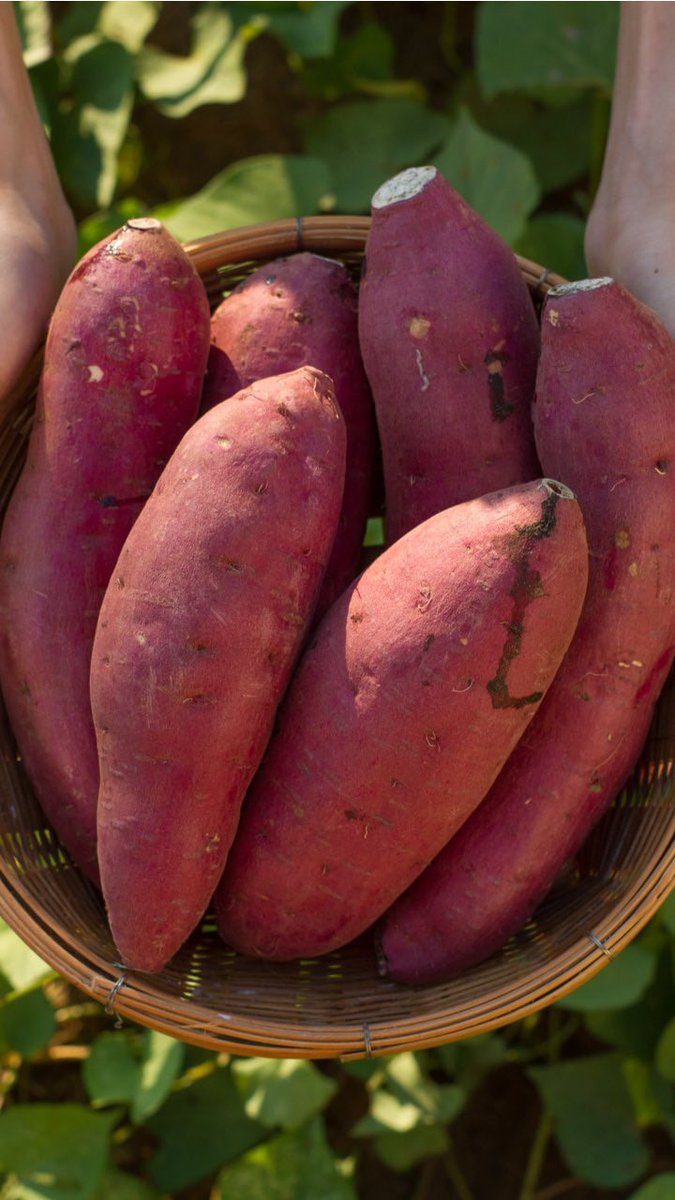 Sweet potato leaves are not only nutritious but also medicinal which has been shown to reduce your risk of

🍀Prostate cancer 
🍀Breast cancer 
🍀Colon cancers 
🍀Liver cancers 

Just add them to your soups and stews🤝