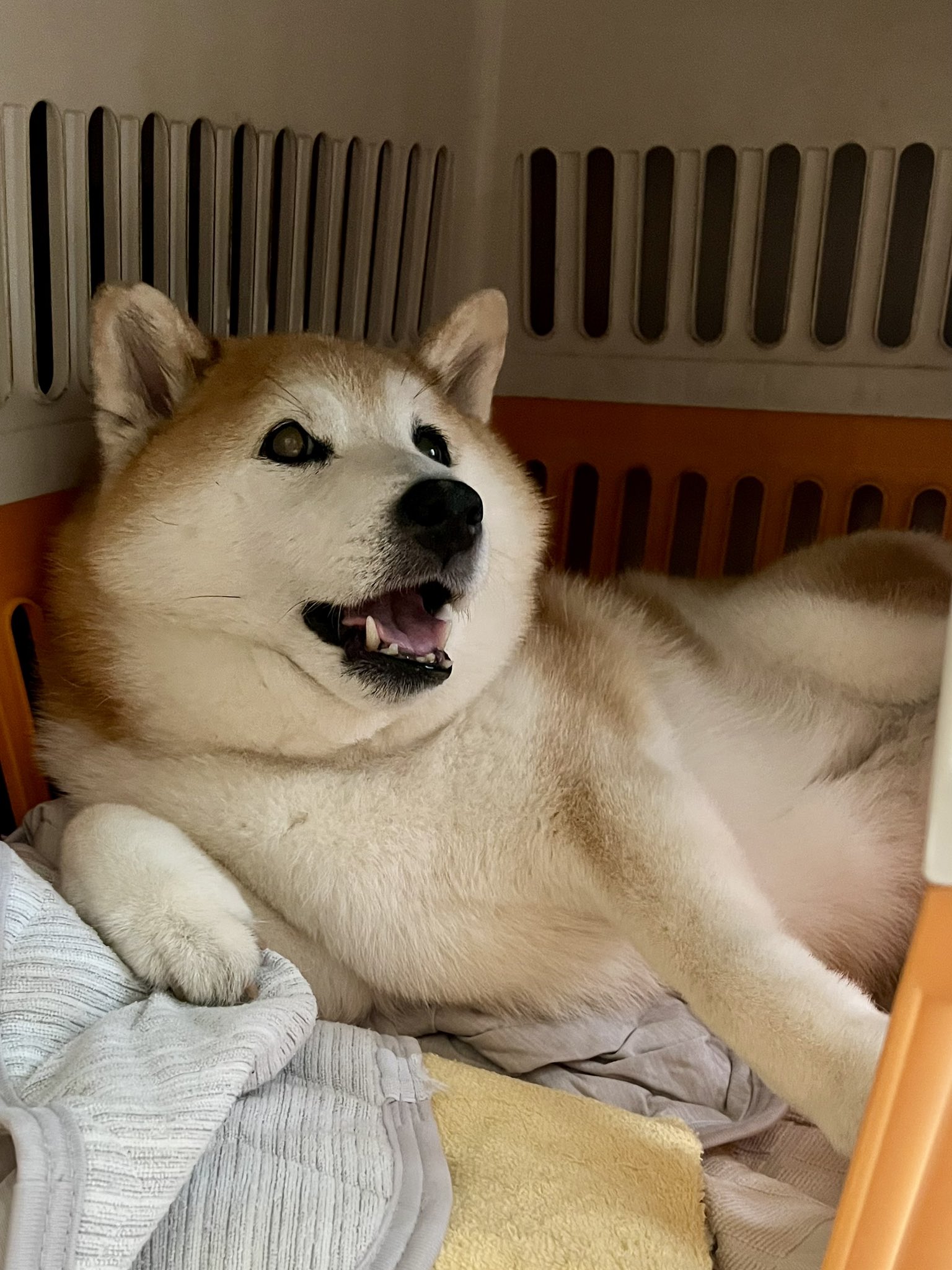 犬丸2点おまとめ 祥&柴犬のまるちゃん on X: 