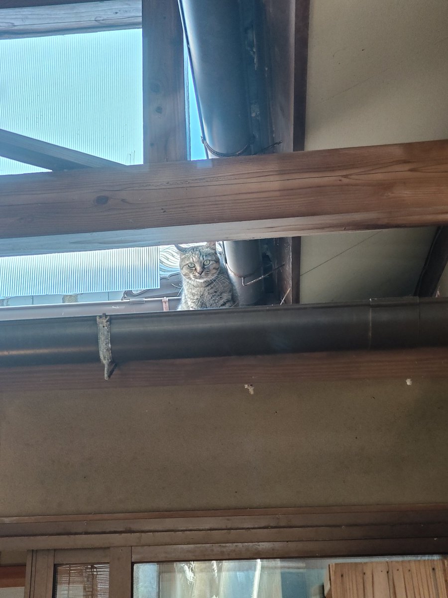 Rohne_'s tweet photo. たびさきで

見上げたら･･･
目が合った

そこ…！

#ねこ https://t.co/OXYZZSZD6B
