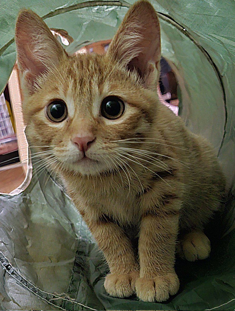 kft_qt's tweet image. みにゃさま
こんばんにゃ😺

はじめまして
『マロン』ですฅ^•ω•^ฅ

今日、ぐり お兄ちゃんの所に
来ました。
仲良くなるには
ちょっと時間が 掛かりそう💦😹

みにゃさま
よろしくニャン😺

 #保護猫を家族に
 #土あっぷ祭