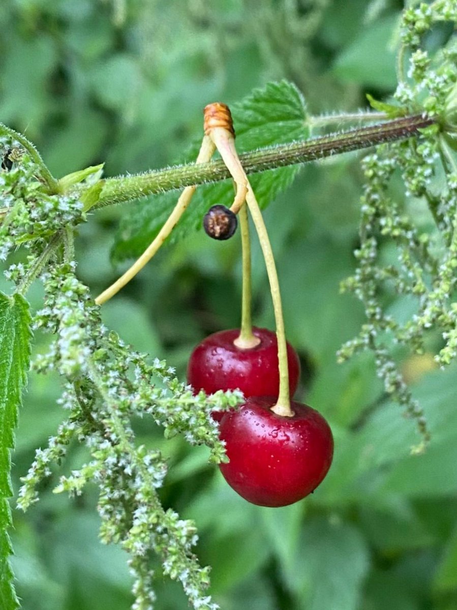 Auri_Imre's tweet image. Kirschkunst im Nachbarsgarten. Dieses Jahr wachsen die Kirschen super im Garten meiner Nachbarn. Die Oma passt auf und ich durfte rüberkommen um mir welche zum Knabbern abzuholen.
Ich mag Kirschen. 😊🍒
Und ihr? Habt ihr ein Lieblingsobst, was ihr gerne esst?