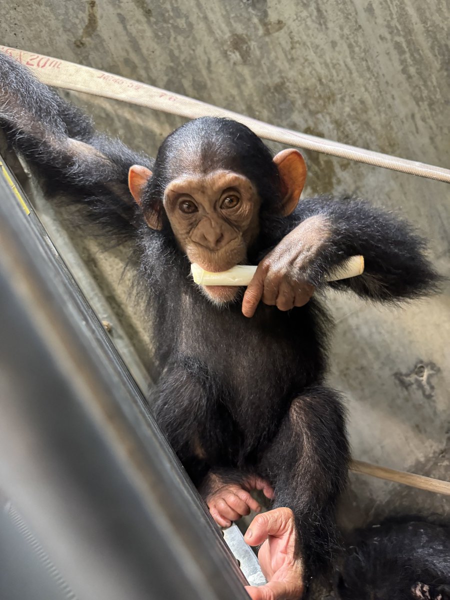 asahiyamazoo1's tweet image. 昨日のチンパンジーのエレン
ネギを食べています。
#旭山動物園 #asahiyamazoo
#チンパンジー #chimpanzee #エレン