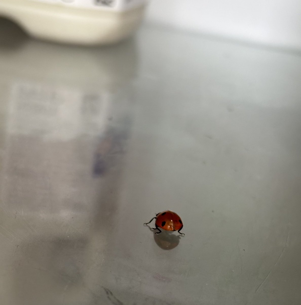 NoniSturge's tweet image. Look at what I found in the fridge🐞
Must have been amongst the vegetables I picked yesterday 😁