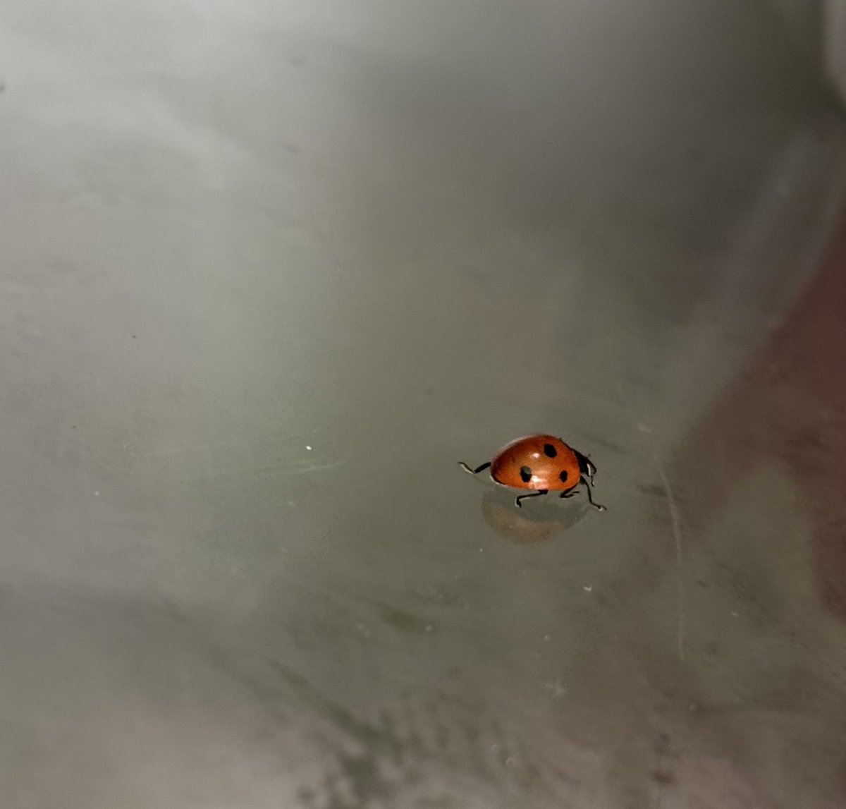 NoniSturge's tweet image. Look at what I found in the fridge🐞
Must have been amongst the vegetables I picked yesterday 😁