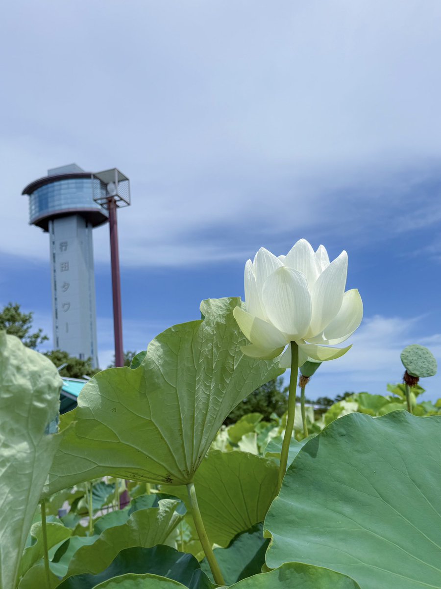 AK52008210's tweet image. こんばんは✨
古代蓮の里にて
行田タワーを背景に見た
白い蓮の花🤍
2025/07/17
今日も一日お疲れ様でした
.☪*゚
#TLを花でいっぱいにしよう