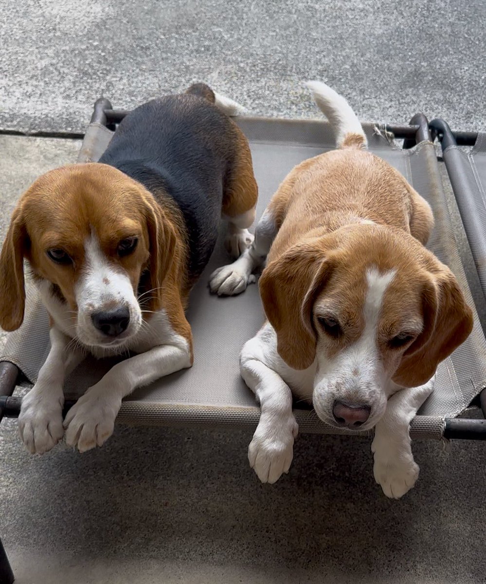 はーい！
おやつおじさんが来たでーー♪

#ビーグル #beagle