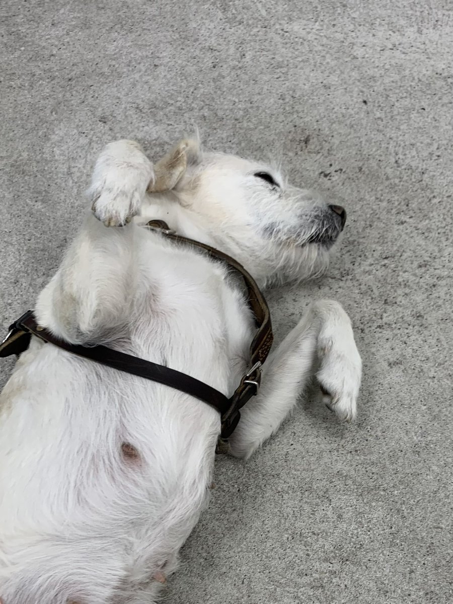jannmoong's tweet image. 프라이탁 매장에서 본 강아디도 그렸구요🐕🐾