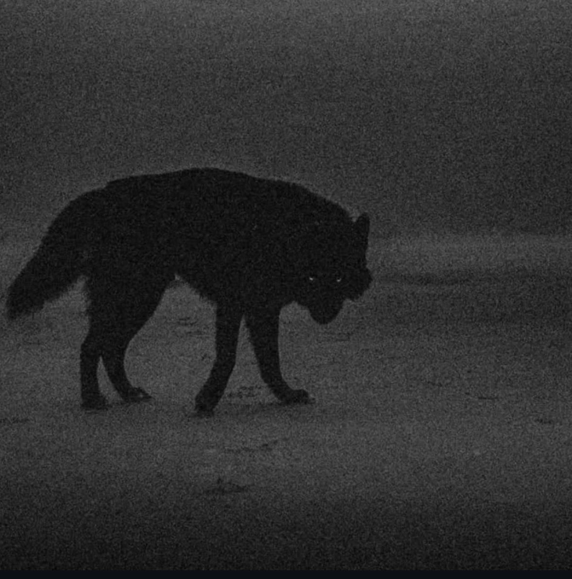 RoxiDevil0001's tweet image. After buying the $rwa @RWAlliance___ , I feel like the wolf 👀
We are like predators in the market🔥
All in $rwa
The future has already arrived😍