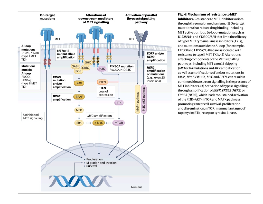 SuyogCancer's tweet image. 🚨 MET in Cancer: Mutation, Amplification & Resistance
🧬 MET is a key oncogenic driver—especially in NSCLC, HCC, gastric & RCC.
But resistance is smart. It strikes via:
1️⃣ On-target MET mutations (e.g., D1228N, Y1230C/S/H)
2️⃣ Downstream rewiring (KRAS, BRAF, PI3K, PTEN, MYC)
3️⃣…