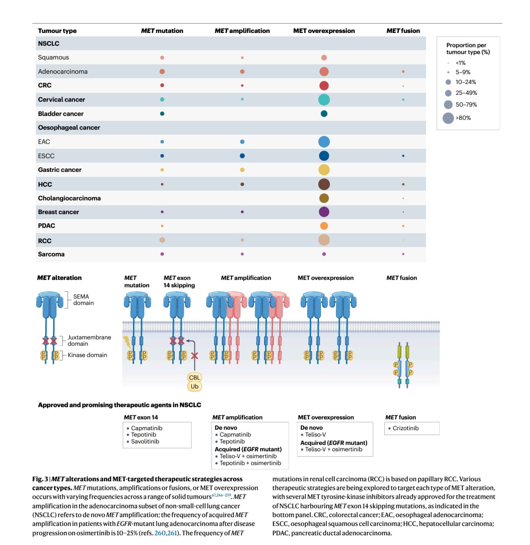 SuyogCancer's tweet image. 🚨 MET in Cancer: Mutation, Amplification & Resistance
🧬 MET is a key oncogenic driver—especially in NSCLC, HCC, gastric & RCC.
But resistance is smart. It strikes via:
1️⃣ On-target MET mutations (e.g., D1228N, Y1230C/S/H)
2️⃣ Downstream rewiring (KRAS, BRAF, PI3K, PTEN, MYC)
3️⃣…