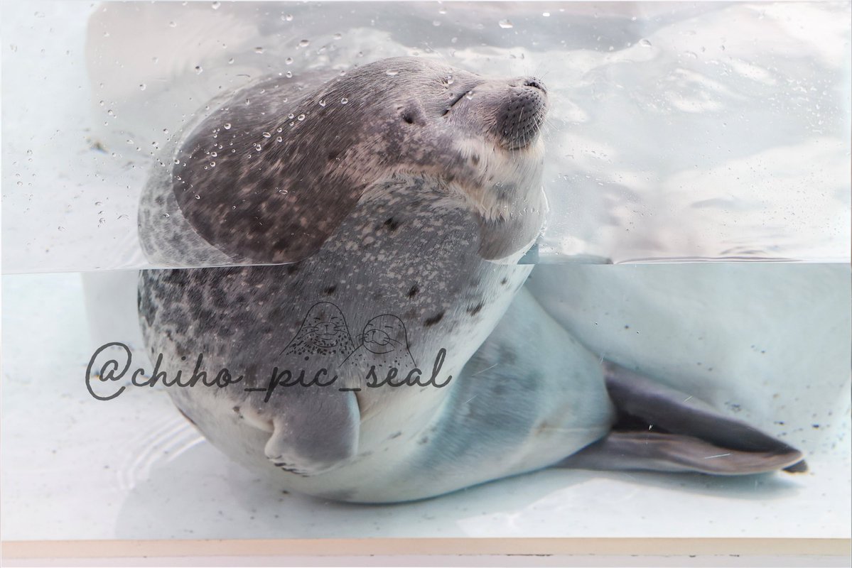 chiho_pic_seal's tweet image. アラレちゃんにそっくりです!
🦭Ringed seal / Mizore
📆2022年撮影
📍海遊館 Osaka Aquarium Kaiyukan
#月命日