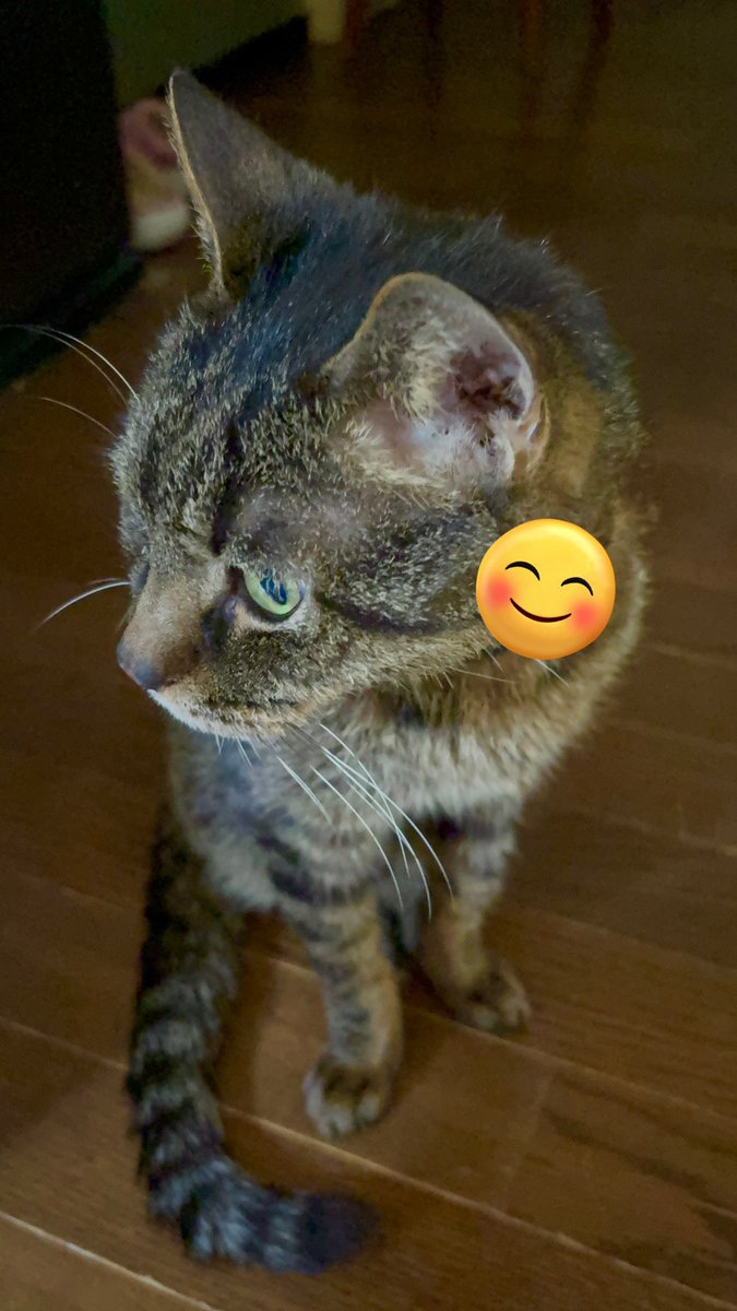 tokamodoki03's tweet image. はらぺこねこ