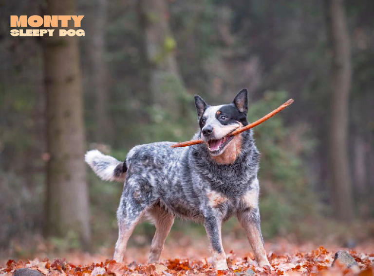 MontyDog_Coin's tweet photo. Monty’s got the stick — and he’s ready to fetch those gains for $MONTY coin holders! 🐾💥
It’s time to take your crypto game to the next level with Monty’s focus and determination. https://t.co/fQRUZRAhon