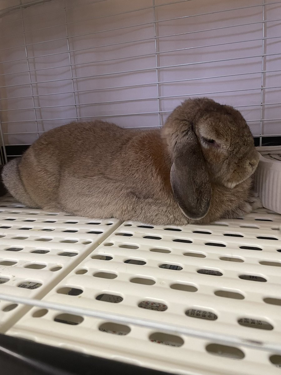chocolate_otter's tweet image. 🐰うさぎホテル🐰
本日のお客さまは・・・
みんな大好きくるみちゃん😊体は大きいですが性格はおとなしい女の子🙆‍♂️梅雨も明け連日気温も高いので気をつけてお預かりしています🙇‍♂️