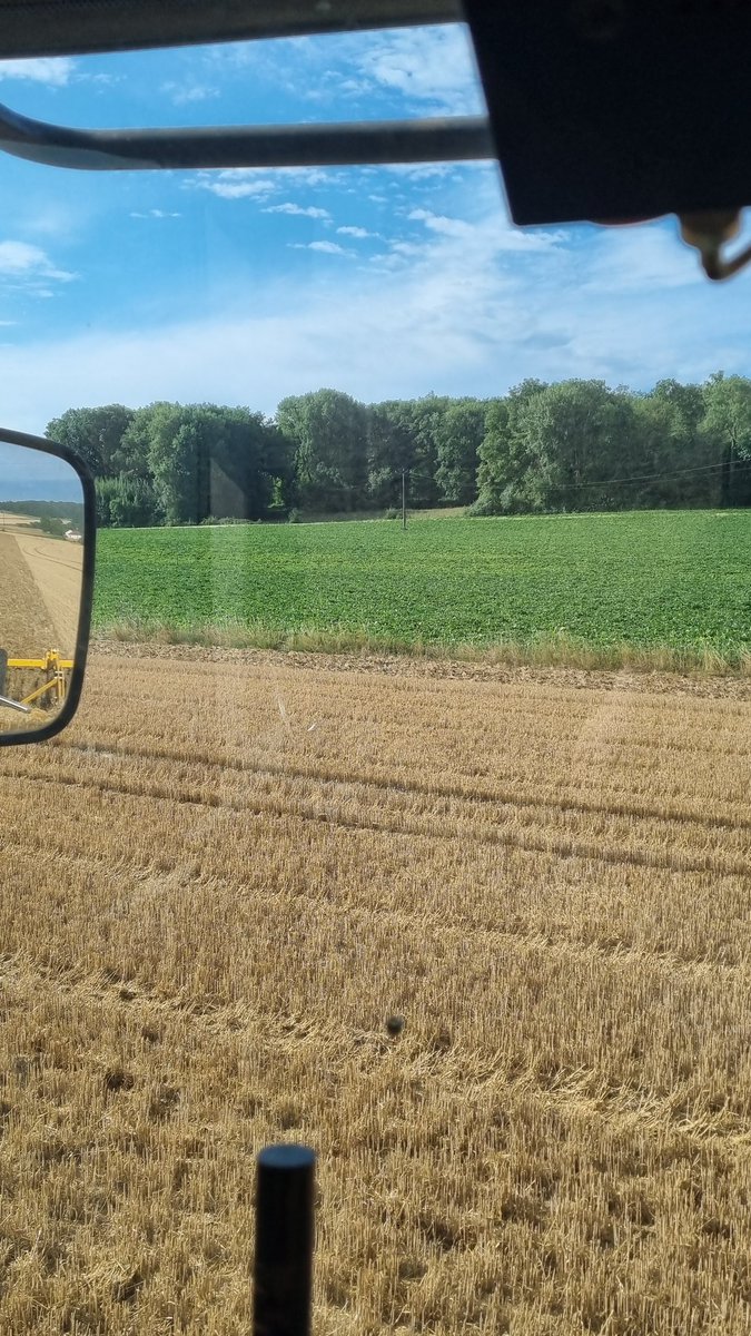 Benj' Thi🇫🇷🍎🥔 (@benj_thi) on Twitter photo Cette parcelle de <a href="/_MissBetter/">Miss Better</a> est entouré d'un bois, d'un verger de particulier, maison, d'une jachère, pâture, luzerne, un champs de colza, un champ de blé et des fossés, fait 11ha ... et pourtant la jaunisse commence a apparaître !
La théorie de bito ne fonctionne pas Cette parcelle de <a href="/_MissBetter/">Miss Better</a> est entouré d'un bois, d'un verger de particulier, maison, d'une jachère, pâture, luzerne, un champs de colza, un champ de blé et des fossés, fait 11ha ... et pourtant la jaunisse commence a apparaître !
La théorie de bito ne fonctionne pas