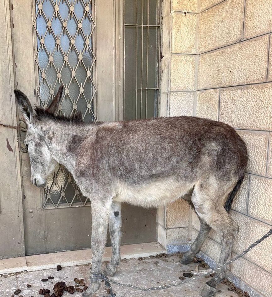 safehaven4donks's tweet image. 💔 Donkeys need your help! They suffer from overwork, injury & illness. With your support safehavenfordonkeys.beaconforms.com/form/07e3d1de, we can provide care, empower owners, and educate communities. 💛 #DonkeysDeserveBetter #EveryLittleHelps 🙏