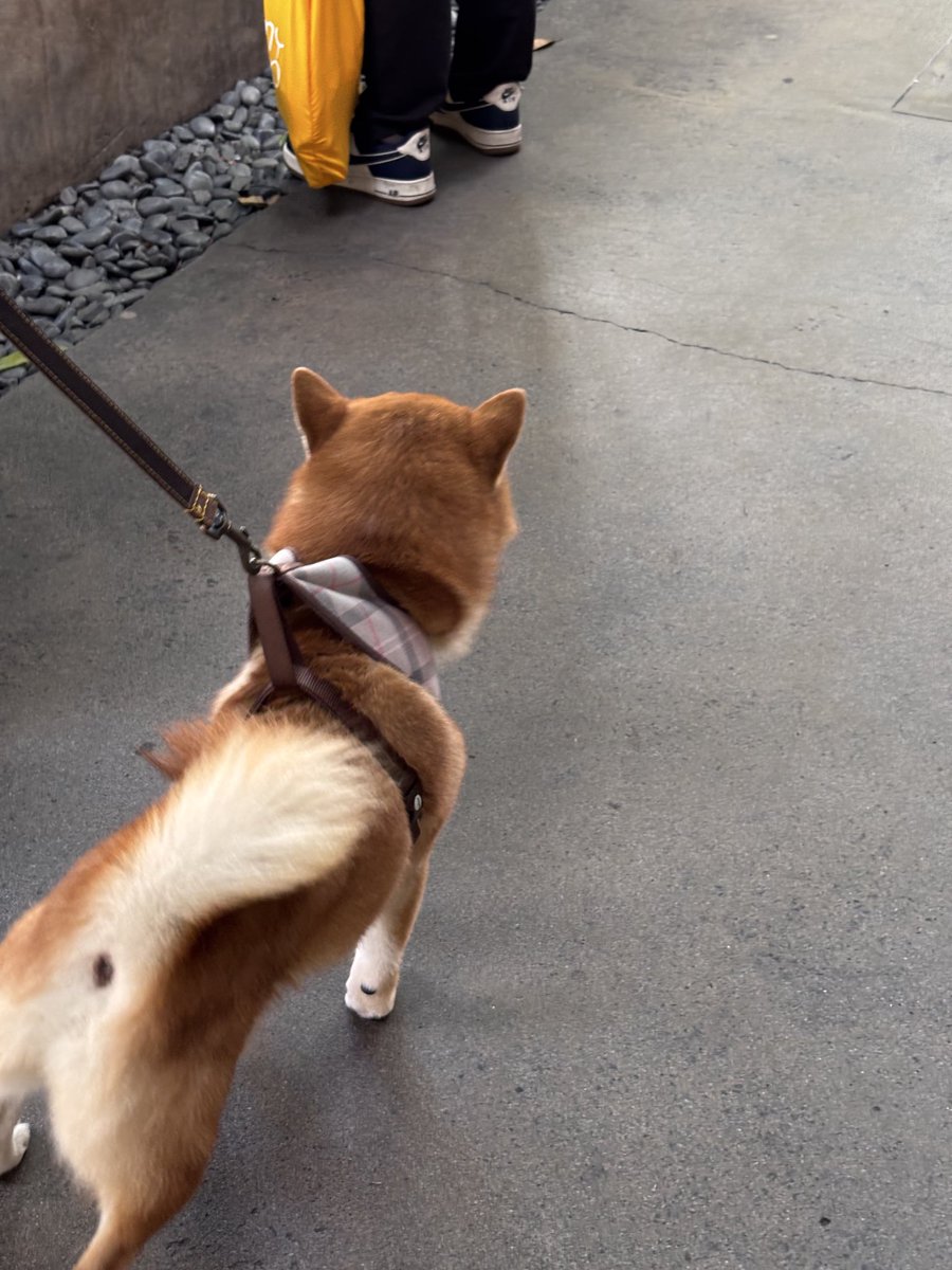 taking my fursona on a walk i hate this stupid dog