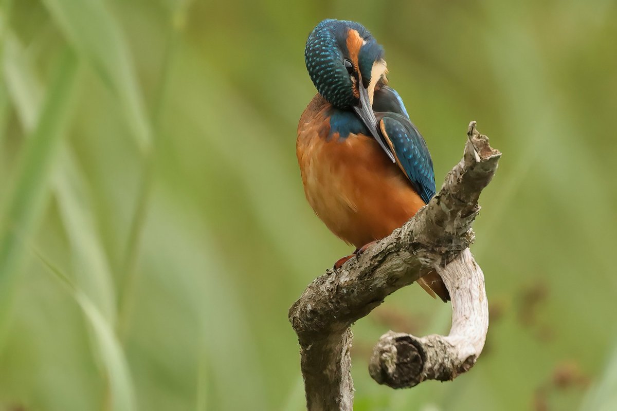 Jay (@jthomas123jay) on Twitter photo Kingfisher π π£
<a href="/VisitPembs/">Visit Pembrokeshire π΄σ §σ ’σ ·σ ¬σ ³σ Ώ</a> <a href="/visitwales/">Visit Wales π΄σ §σ ’σ ·σ ¬σ ³σ Ώ</a>
#teifimarshes Kingfisher π π£
<a href="/VisitPembs/">Visit Pembrokeshire π΄σ §σ ’σ ·σ ¬σ ³σ Ώ</a> <a href="/visitwales/">Visit Wales π΄σ §σ ’σ ·σ ¬σ ³σ Ώ</a>
#teifimarshes