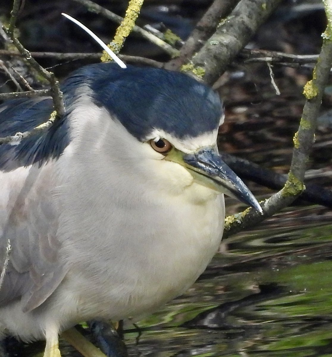 Black-crowned Night Heron at Whitley Bay this week <a href="/NTBirdClub/">Northumberland & Tyneside Bird Club</a> <a href="/BirdGuides/">BirdGuides</a> <a href="/freebirdnewsuk/">Free Rare Bird News, UK 🇬🇧</a>
<a href="/RSPBEngland/">RSPB England</a> <a href="/RSPBbirders/">RSPB Birders</a> <a href="/Natures_Voice/">RSPB</a> <a href="/_BTO/">BTO</a> <a href="/RareBirdAlertUK/">RareBirdAlertUK</a>
