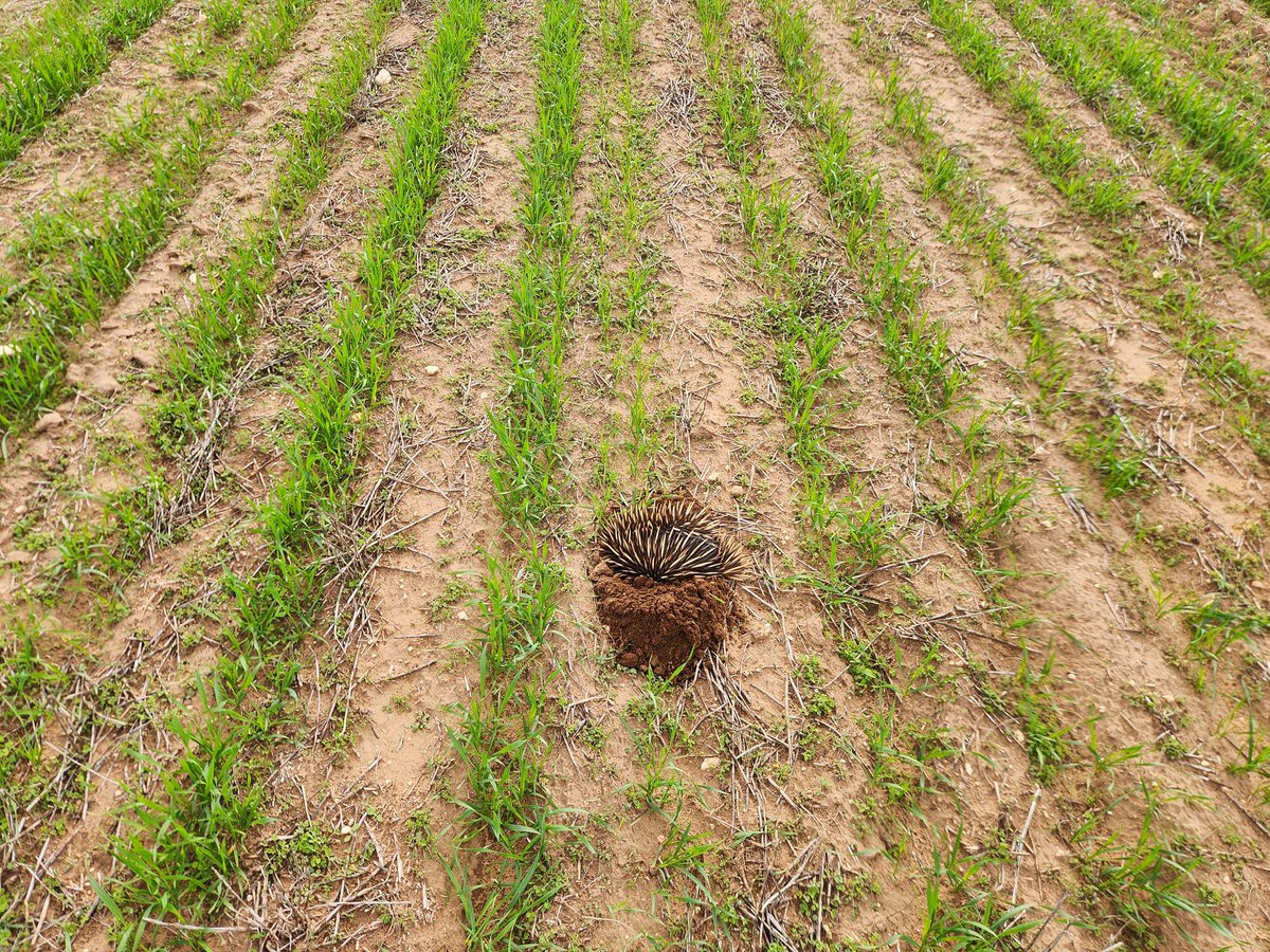 Dishys livestock, are digging holes in the wheat that I have only just got growing.
