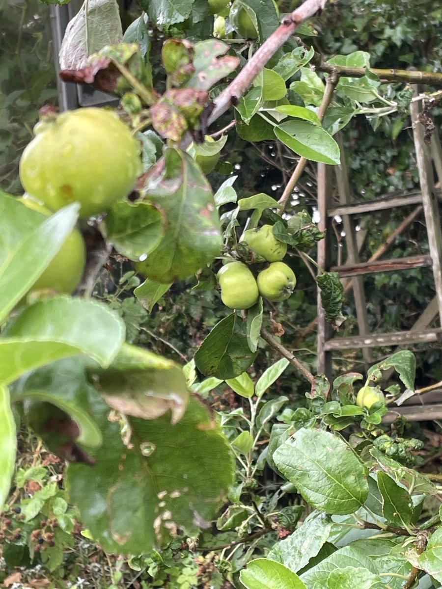 helen21206699's tweet image. Good morning from #raindrops on my #bramley #apples in my little #cottage #garden
